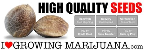 iltgm|female marijuana seeds for sale.